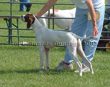 1st Minor Puppy Bitch